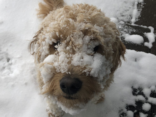 Bailey golden doodle in snow Linda Larsen 1127