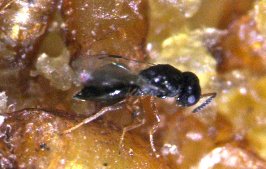 Parasitic wasp Vaughn Walton OSU