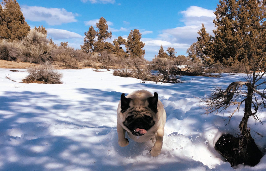 Rudy blazing trail Reynolds Pond Christine Broussard 1129