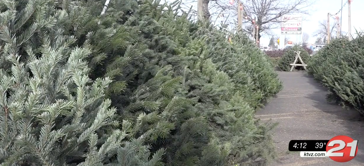 christmas tree