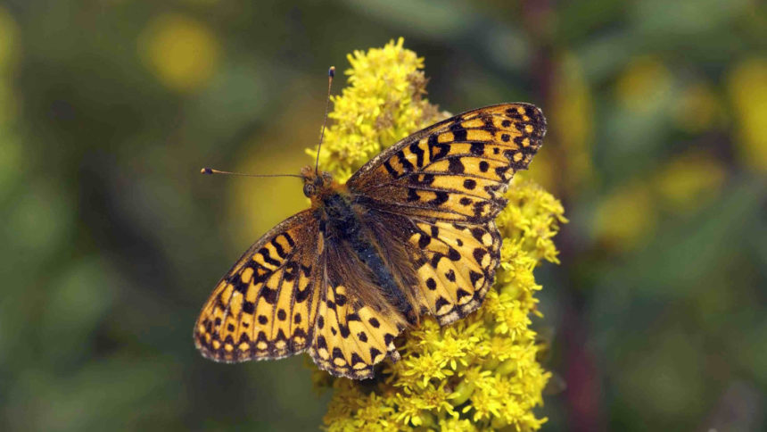 Silverspot butterfly Michael Durham