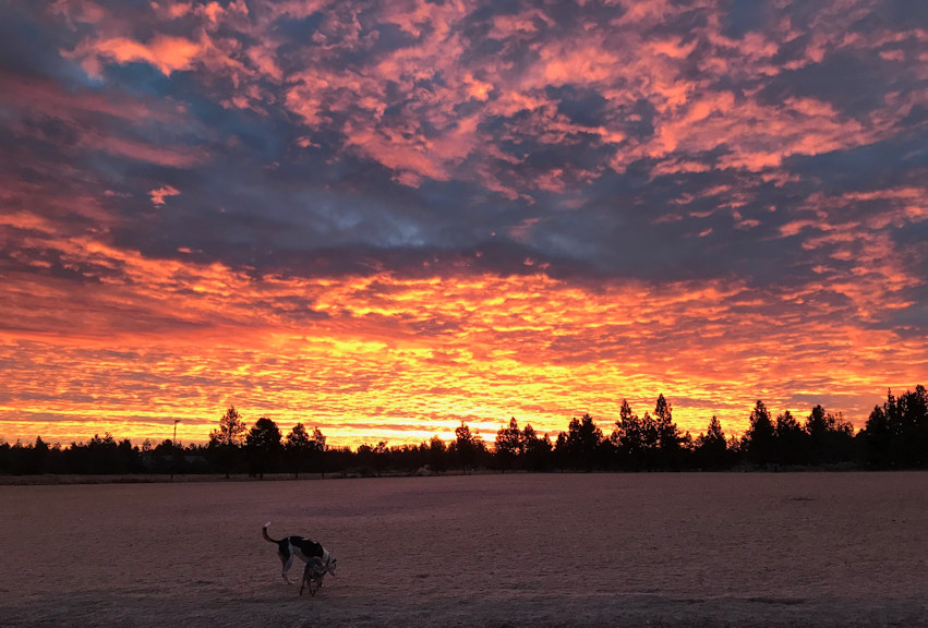 Sunrise Pine Nursery dog park Rick Miller 1228