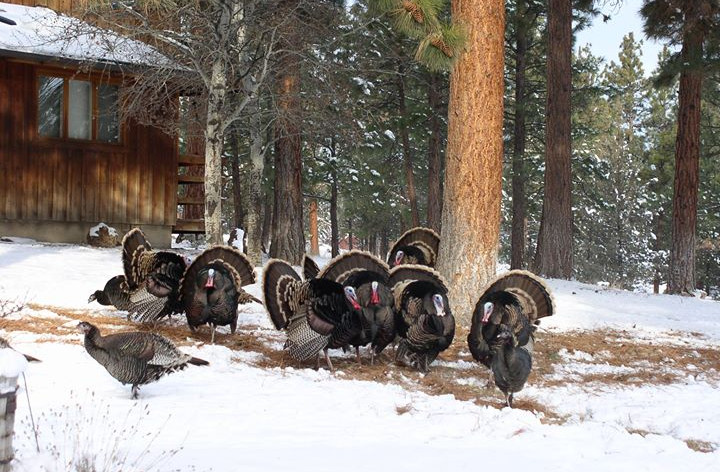 Thankful wild turkeys Carol Carpenter 1128