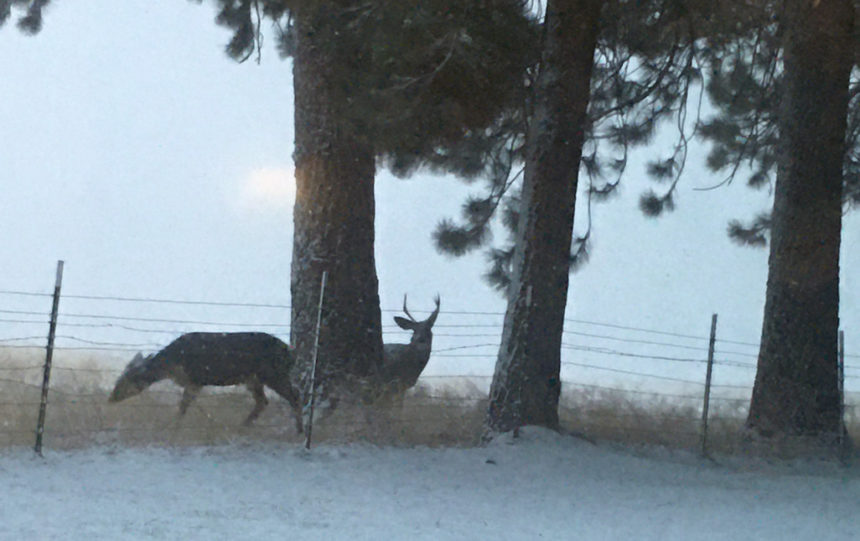 Tollgate snow deer Jane Killefer 1126