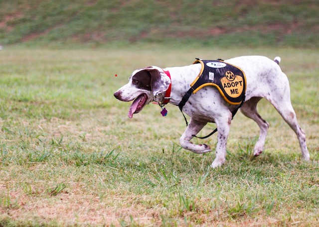 Adoptable dog Ashley Jones-Flickr