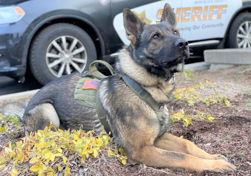 DCSO K-9 Ares