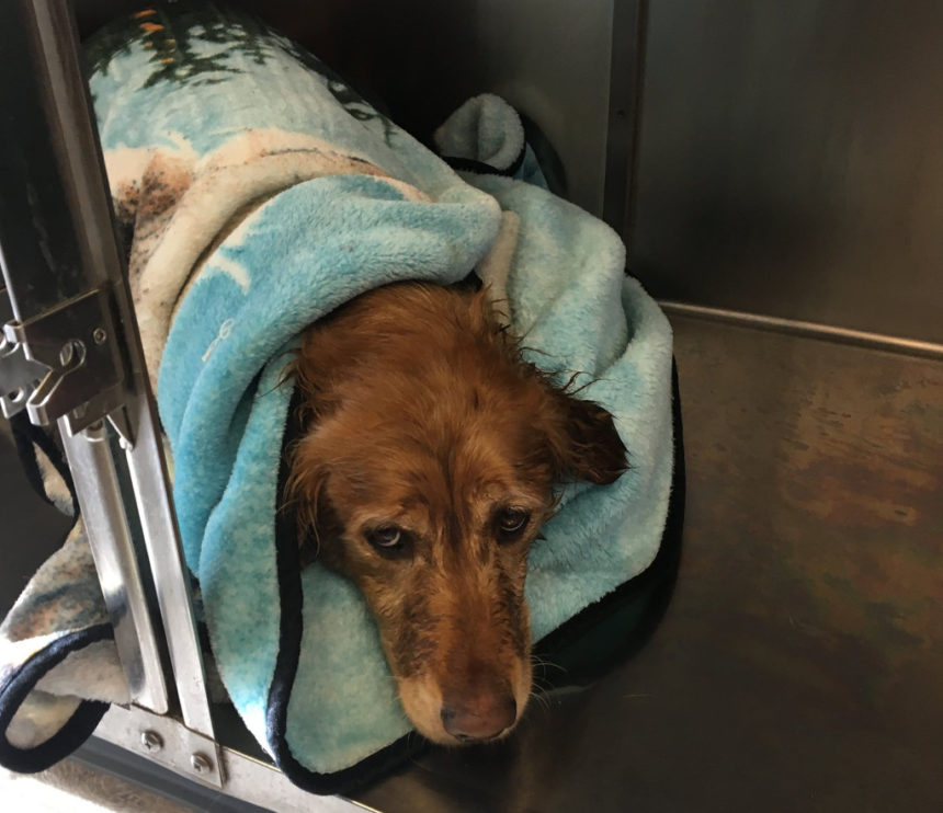 Lucy dog rescue DCSO 124-3