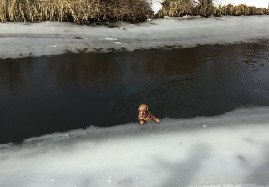 Lucy dog rescued DSCO 124-1