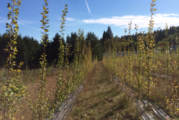 Poplar plantation PSU