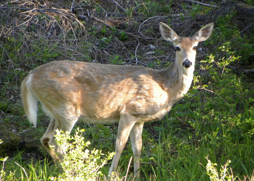 White-tailed deer ODFW