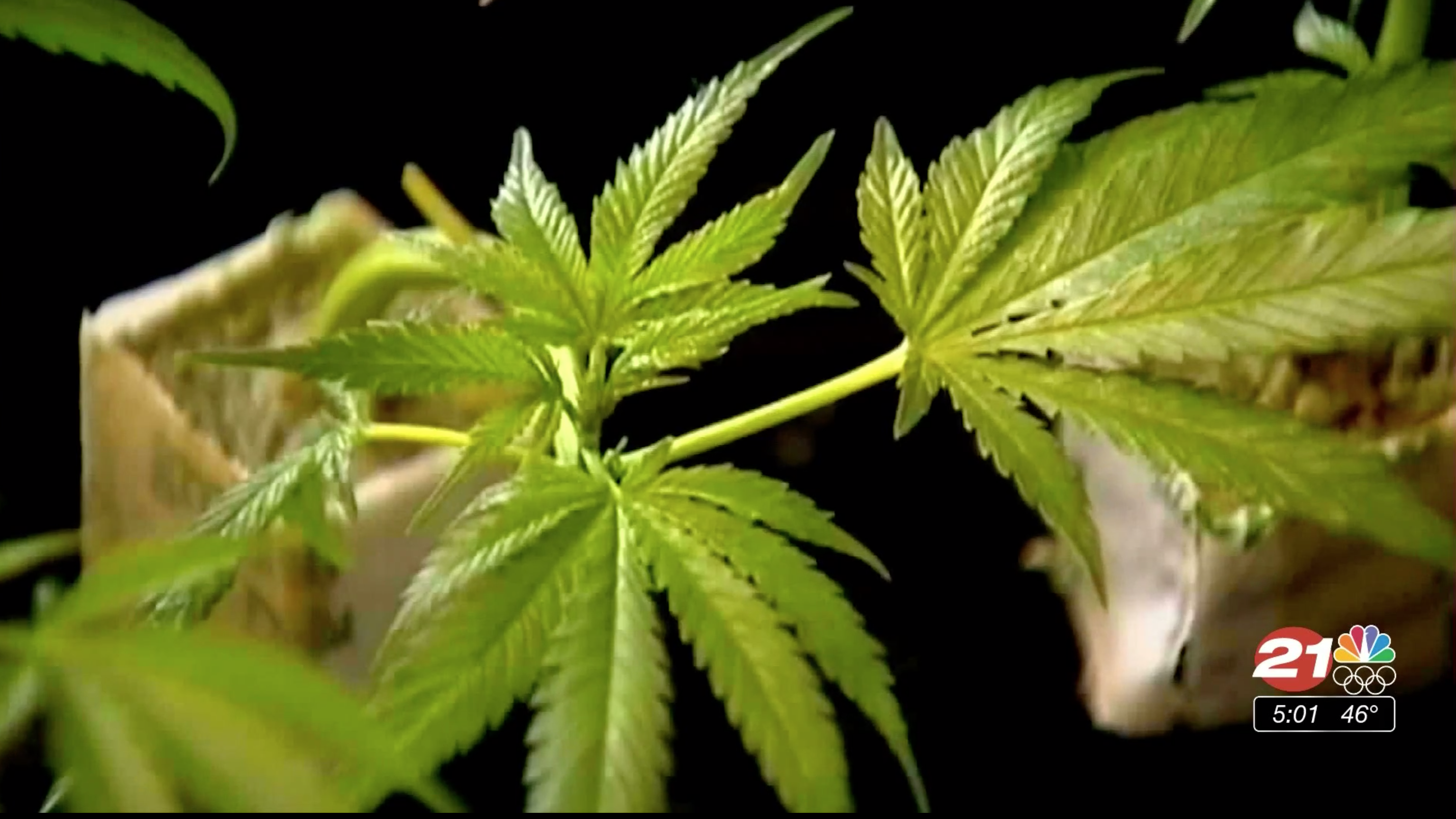 MARIJUANA