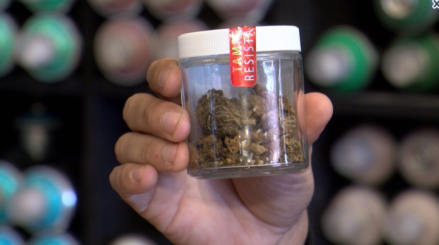 DRY CBD PLANT