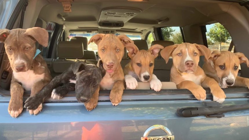 anthony-puppies