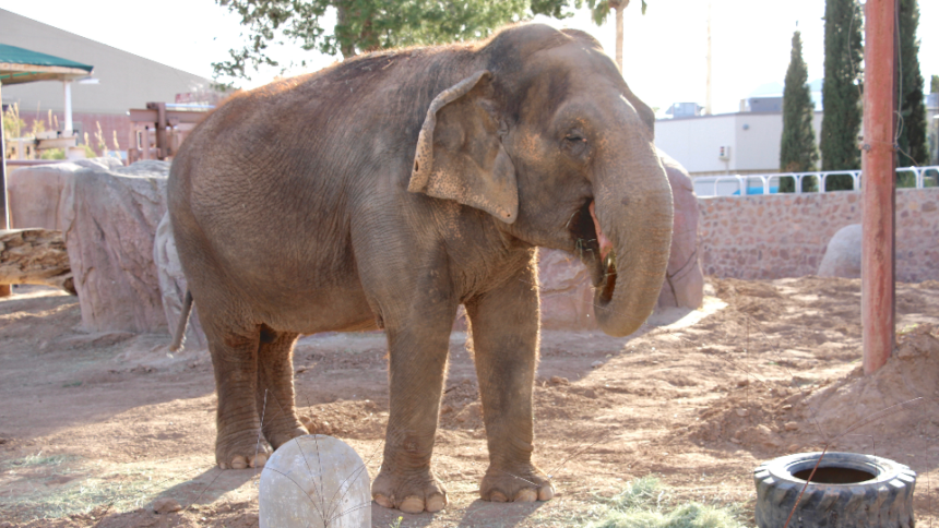 El Paso Zoo elephant 'Juno' undergoes successful breast cancer