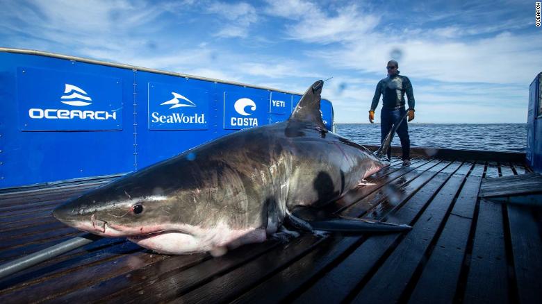 great white shark