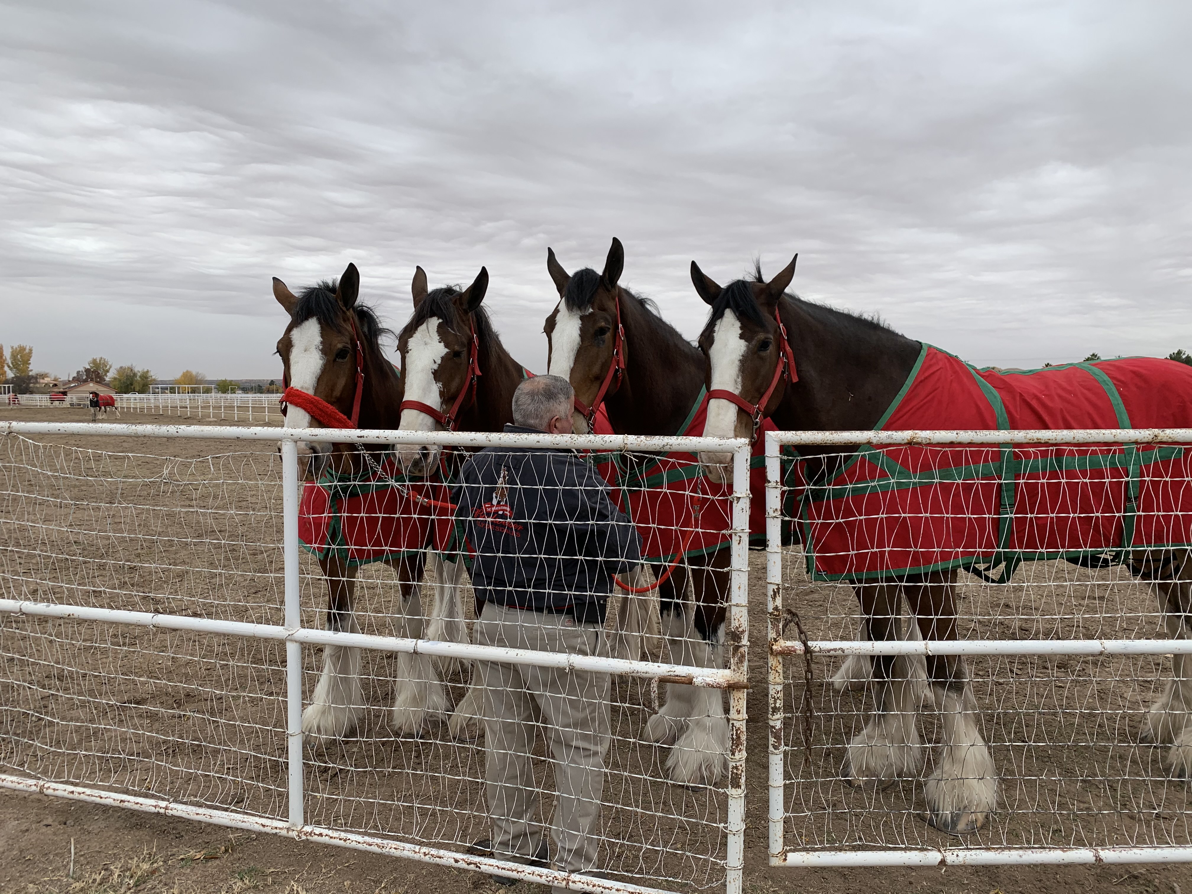 Budweiser Clydesdales