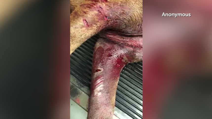 Abuse allegations 8