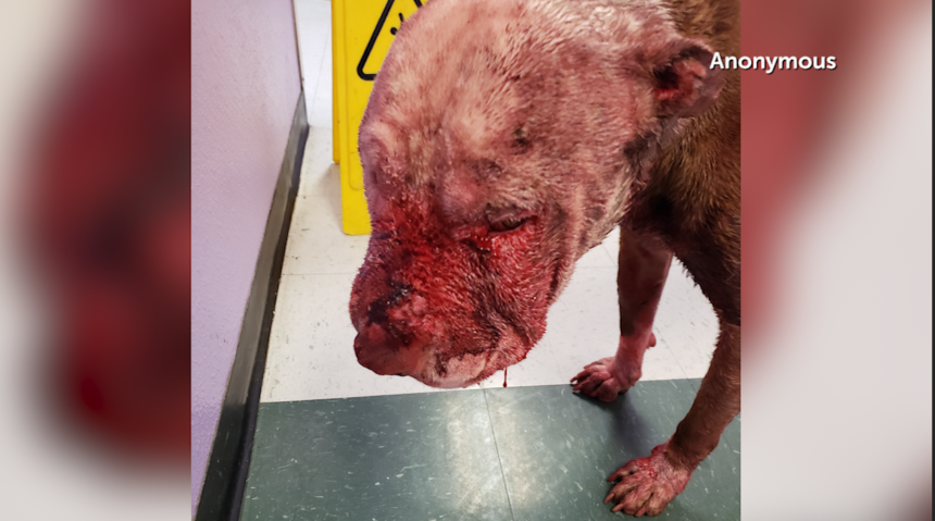 El Paso animal services Abuse allegations