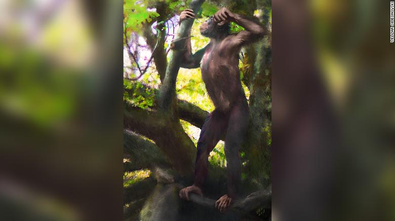danuvius-guggenmosi-ape-exlarge-169