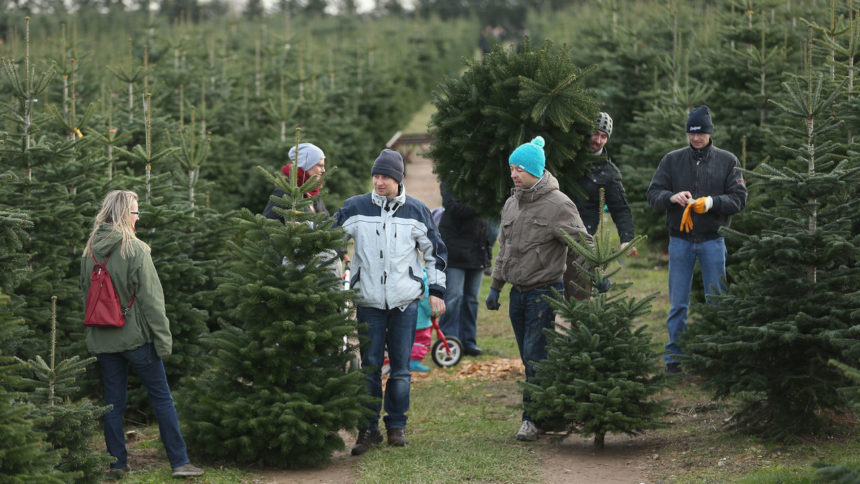 family picking out Christmas tree