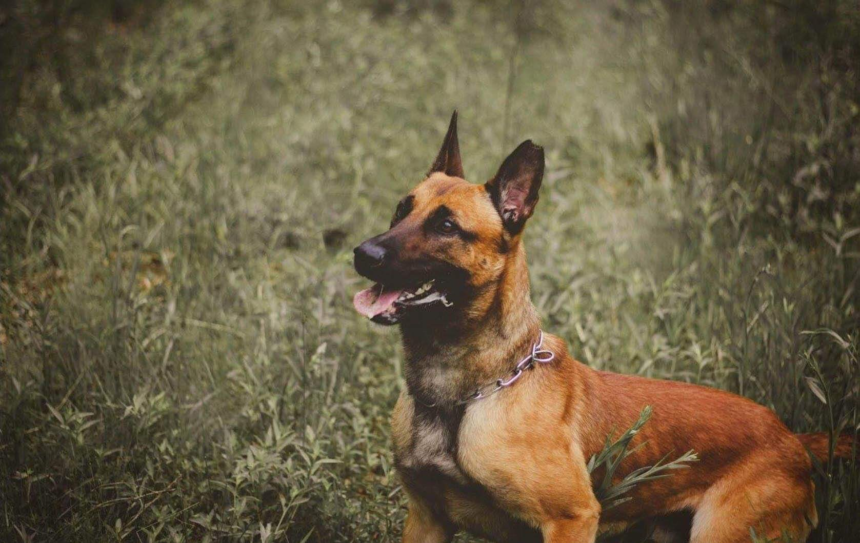 Bulder, K-9 officer
