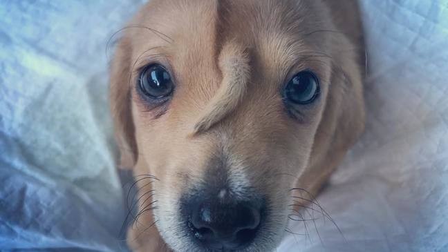 unicorn-puppy