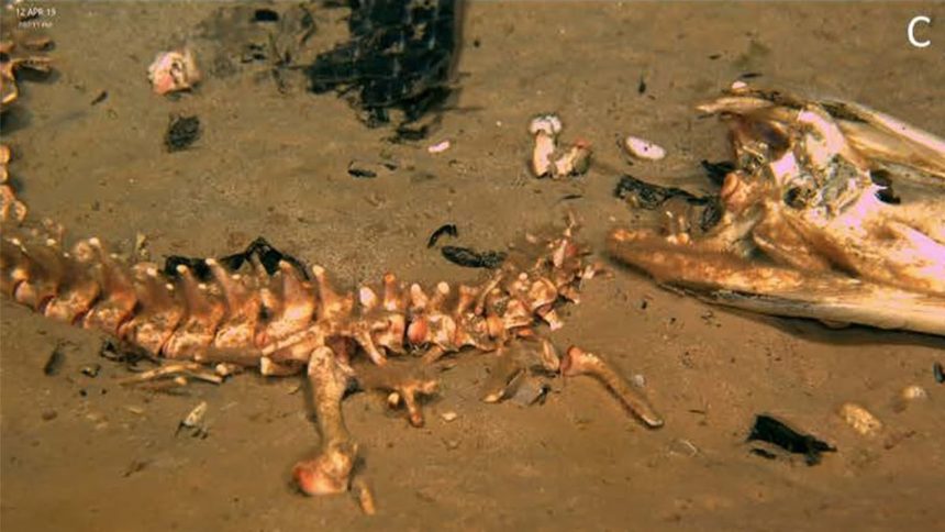 alligator-bone-eating-worm-study