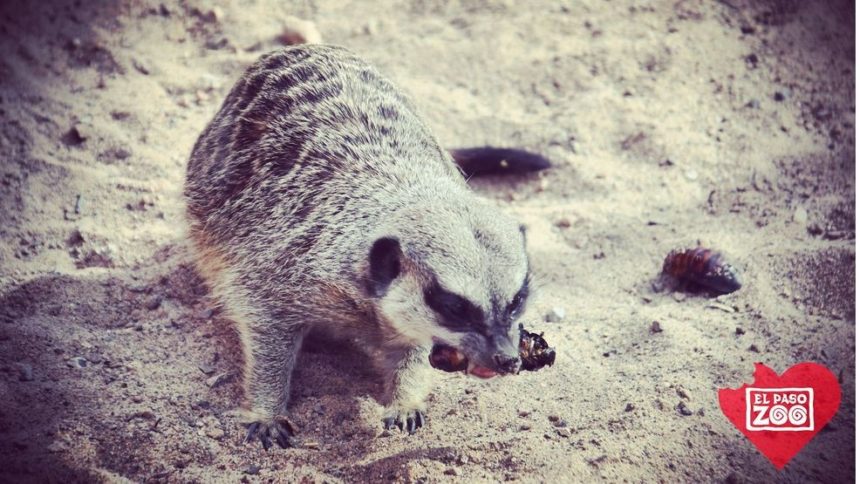 meerkat-el-paso-zoo
