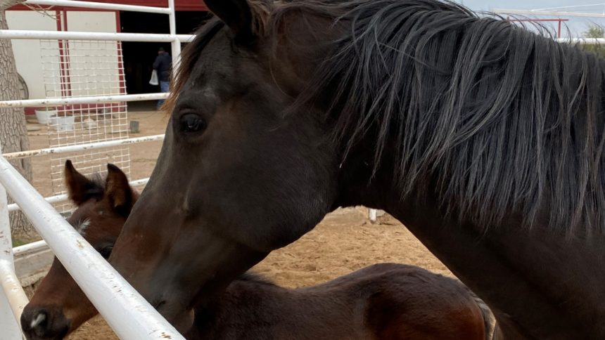 horses-on-farm
