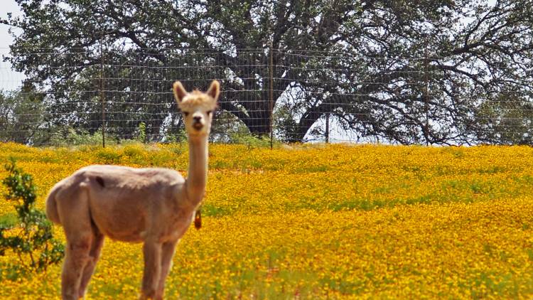 llama