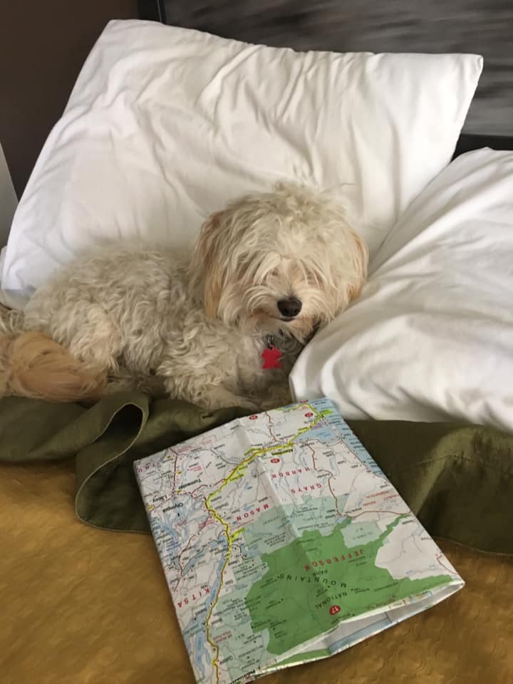 Yogi the Adventure Dog
