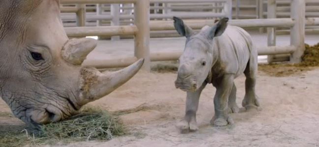baby rhino