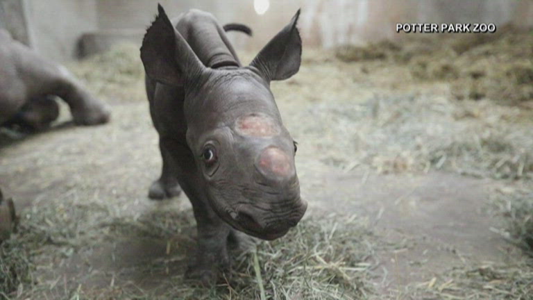 Baby black rhino