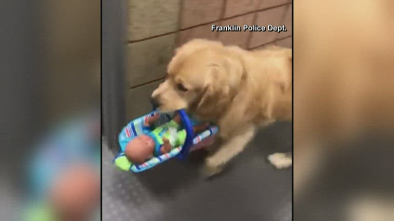 Dog Thief
