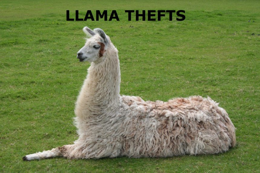LLAMA THEFTS