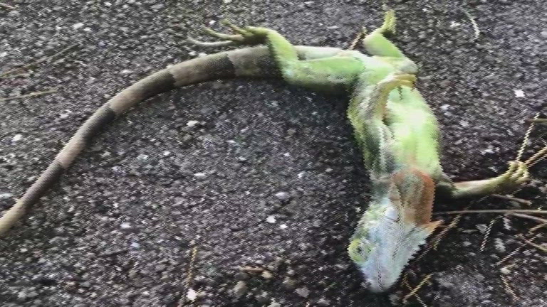Frozen iguana