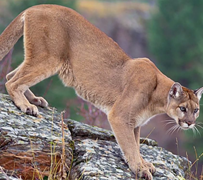 Mountain lions killed after being found eating human remains in Arizona ...