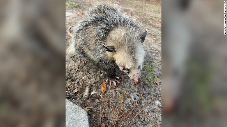 opossum