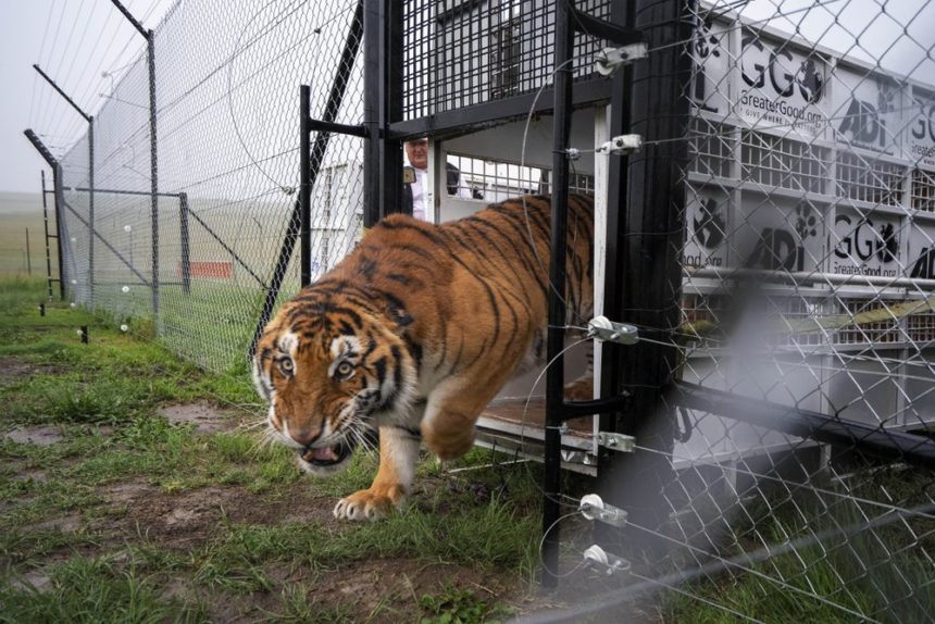 tiger