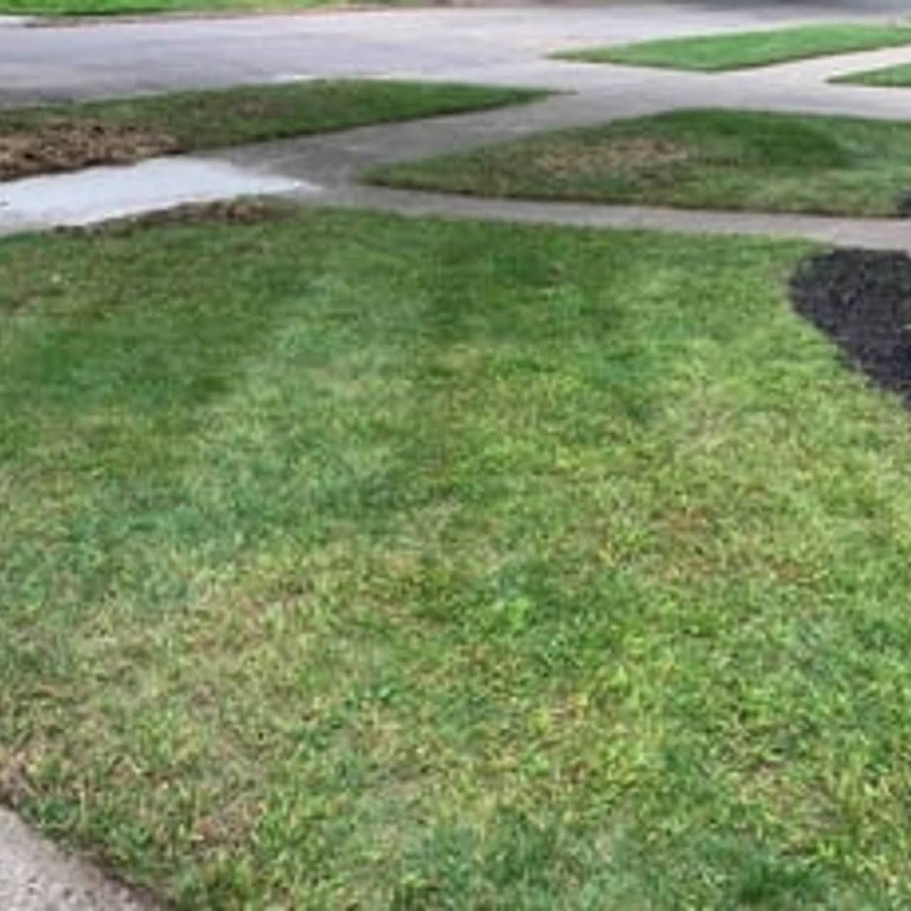 M Tree Service