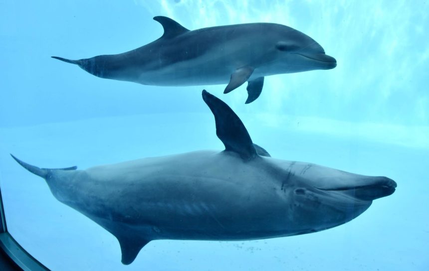 Bottlenose Dolphins