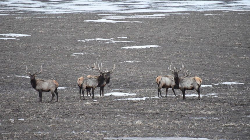 Upper Snake elk 2018 helicopter survey_James Brower Idaho Fish and Game
