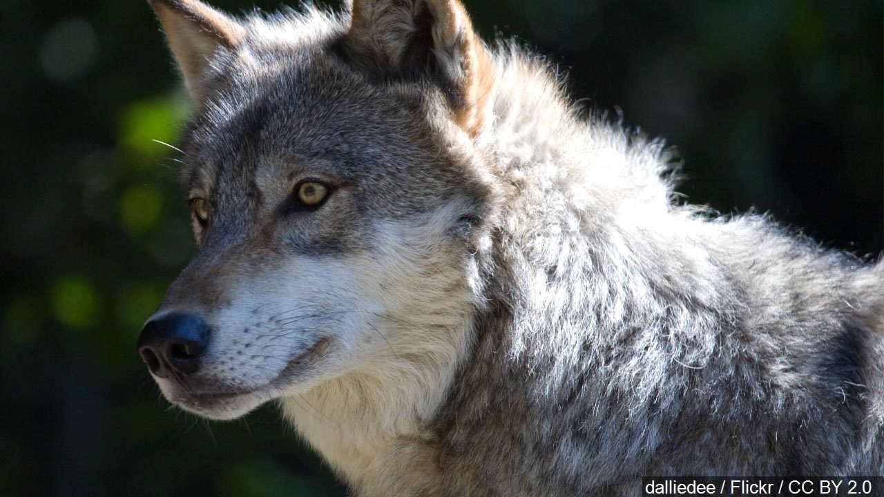 Wolf