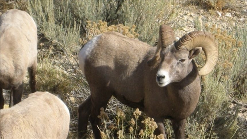 bighorn-sheep-logo