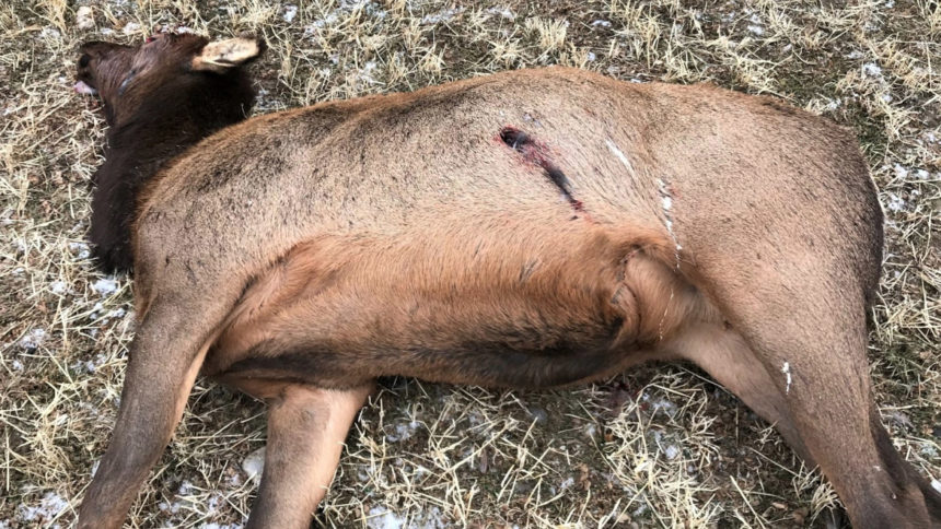 leadore_cow_elk_11-2019