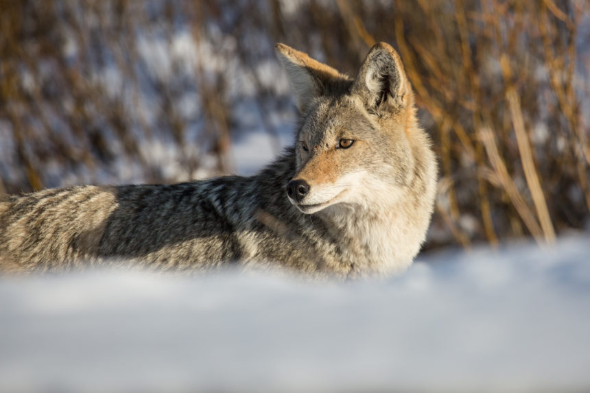 Coyote