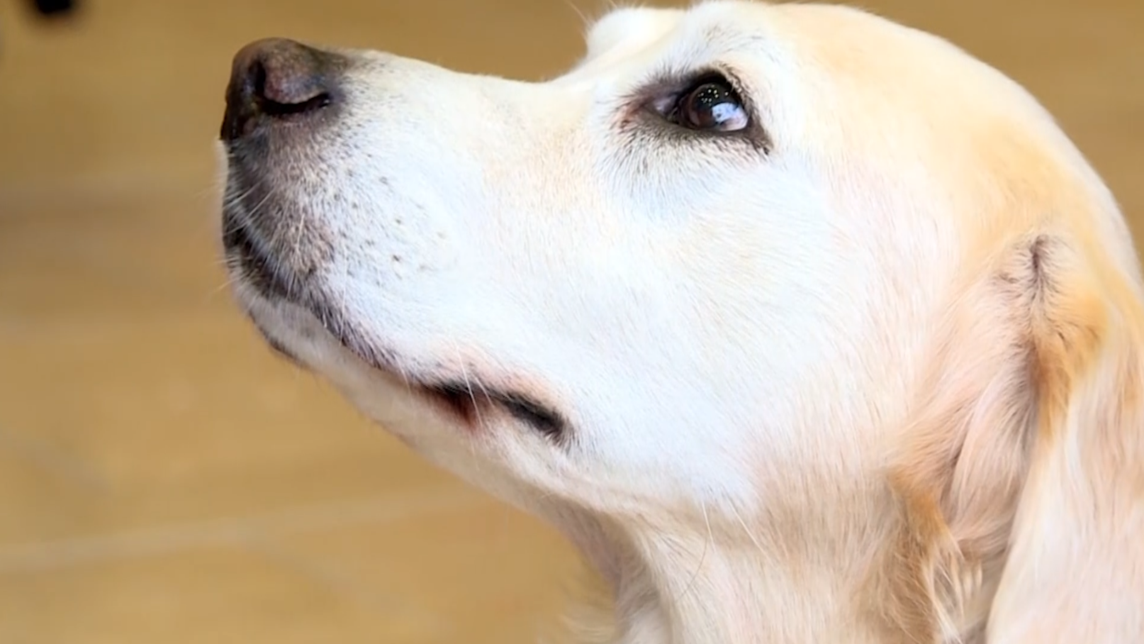 ISU program offers a new approach to animal-assisted therapy