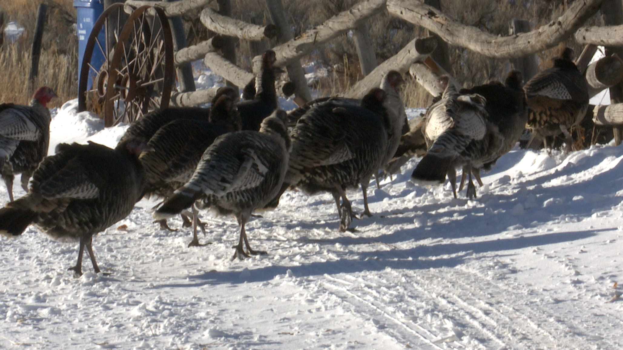 Poultry Problem in Pocatello
