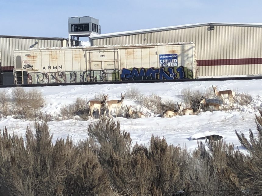 Antelope near tracks