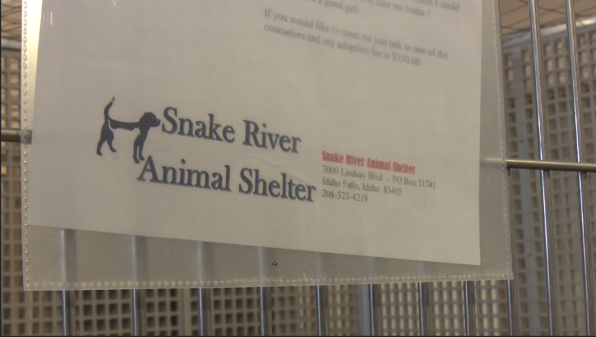 snake-river-animal-shelter-prepares-for-increase-in-surrendered-pets